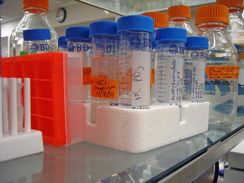 lab