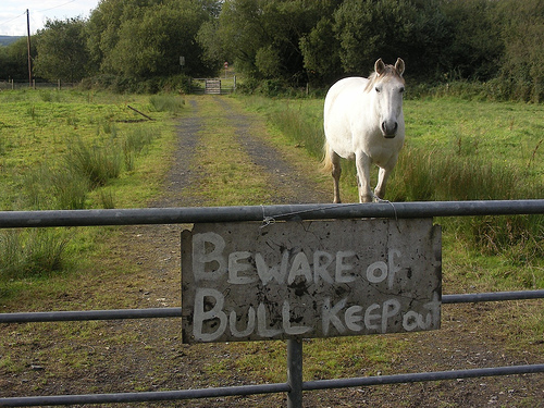 bull